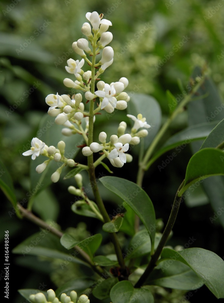white fragrant flowers of privet bush at spring close up white fragrant flowers of privet bush at spring close up