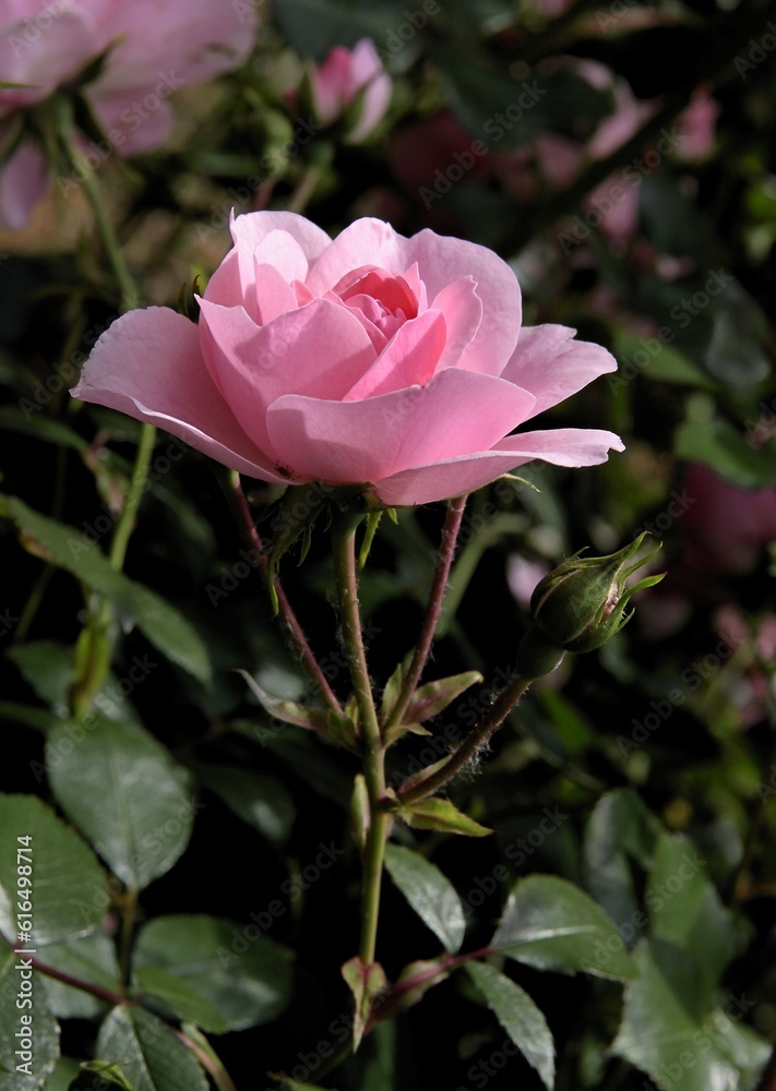 beautiful pink rose in the garden close up