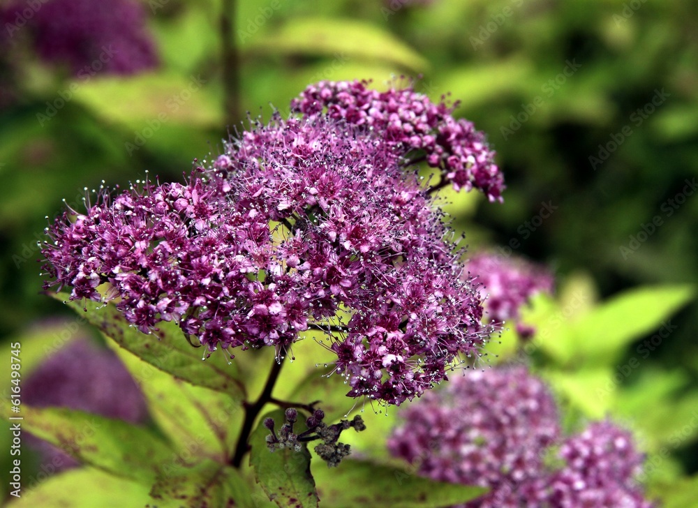 purple flowers of spiraea japonica bush in the garden purple flowers of spiraea japonica bush in the garden