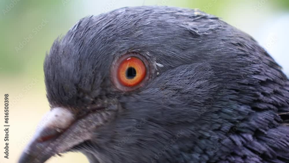 Pigeon closeup portrait, bird on the window, summer day, pigeon beautiful portrait, pigeons eyes in macro, Extreme Close Up, 4k video high quality