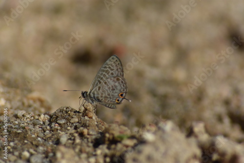 Lang´s short-tailed blue butterfly(Leptotes pirithous 