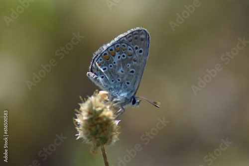 Common blue butterfly ( Polyomatus icarus 