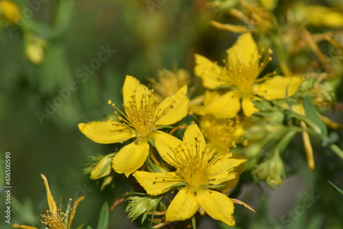 St. John´s wort flowers (Hipericum perforatum 