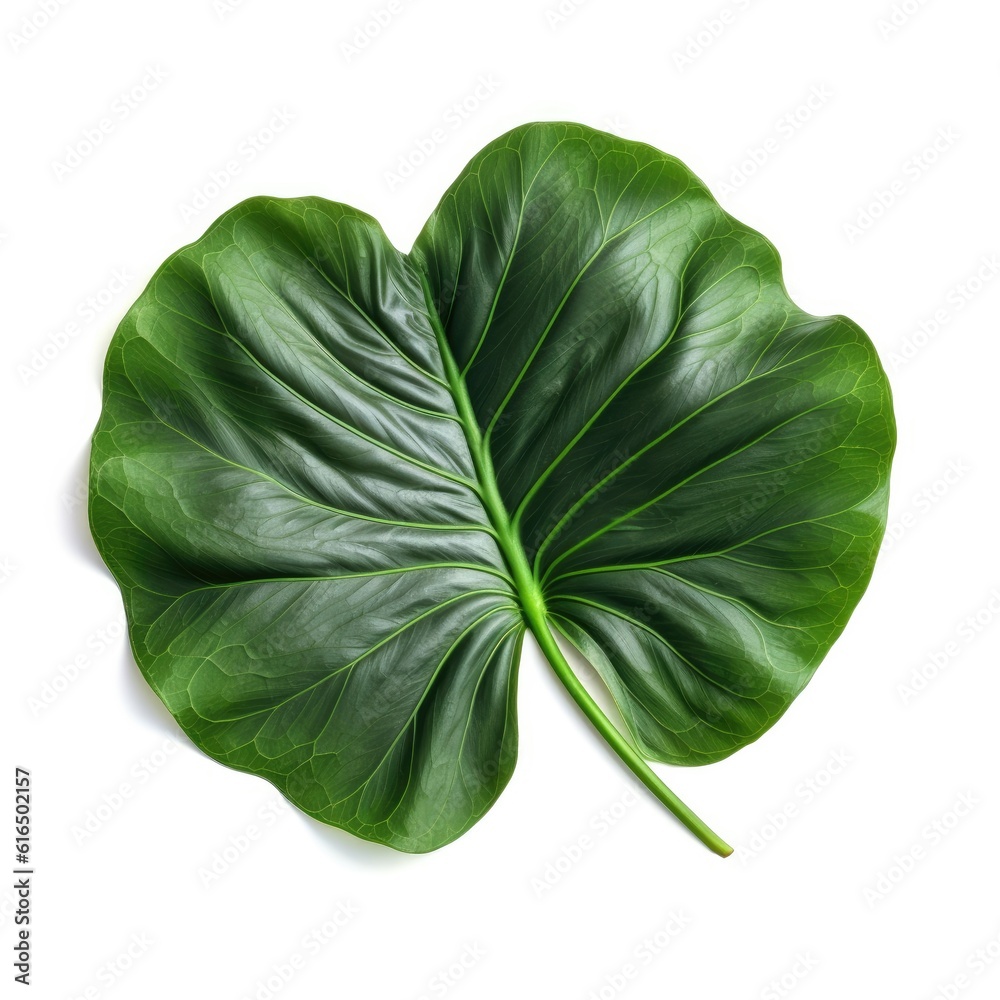 Alocasia leaf isolated on white background. Generative AI Alocasia leaf isolated on white background. Generative AI