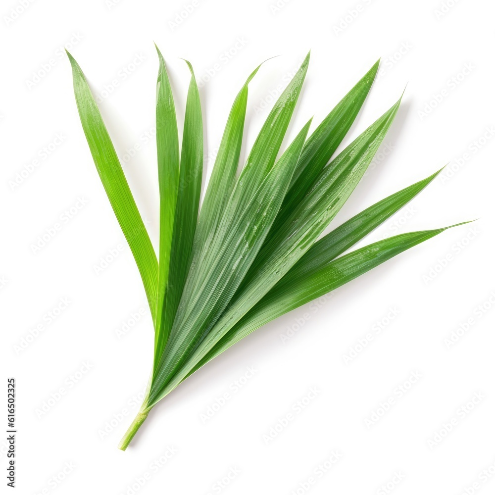 Fototapeta premium Lemongrass leaf isolated on white background. Generative AI