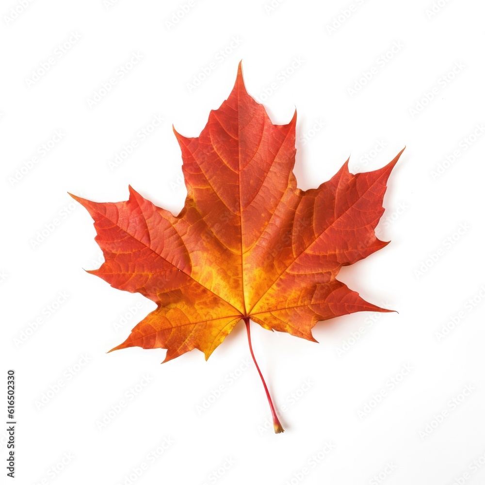 Maple leaf isolated on white background. Generative AI Maple leaf isolated on white background. Generative AI