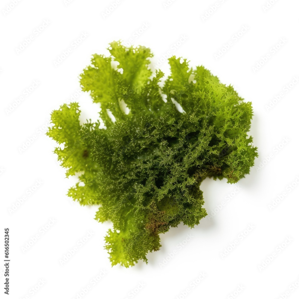 Fototapeta premium Moss leaf isolated on white background. Generative AI