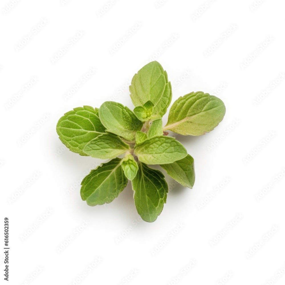 Oregano leaf isolated on white background. Generative AI Oregano leaf isolated on white background. Generative AI