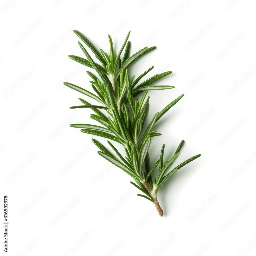 Fototapeta premium Rosemary leaf isolated on white background. Generative AI