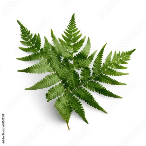 Lady fern leaf isolated on white background. Generative AI