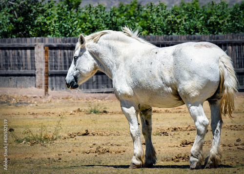 White Horse © Bill Chizek