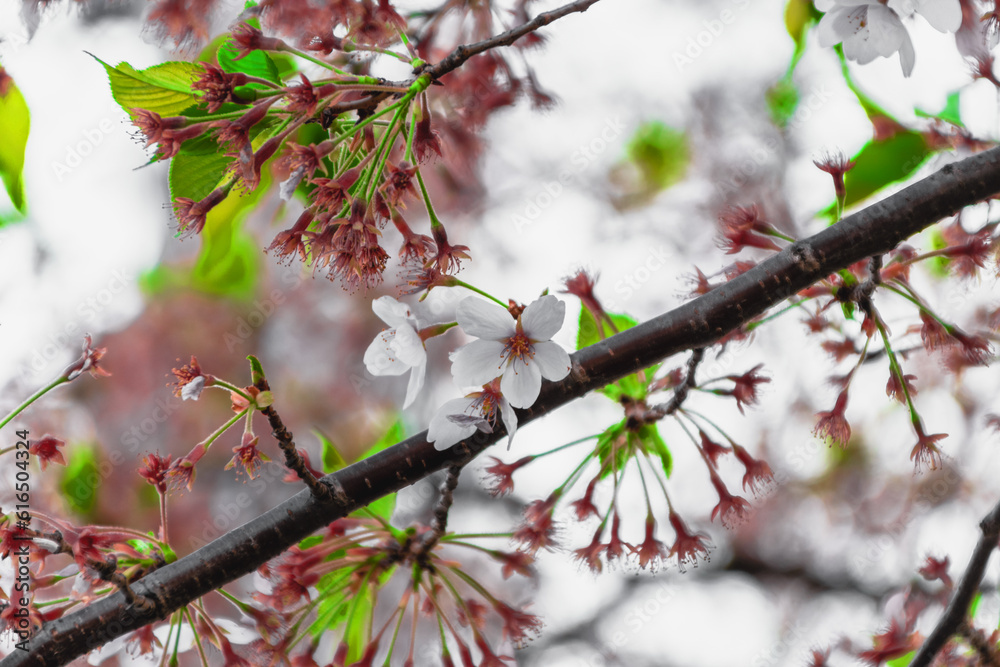 blossom in spring