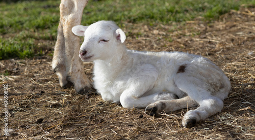 Very young lamb at its mother's feet