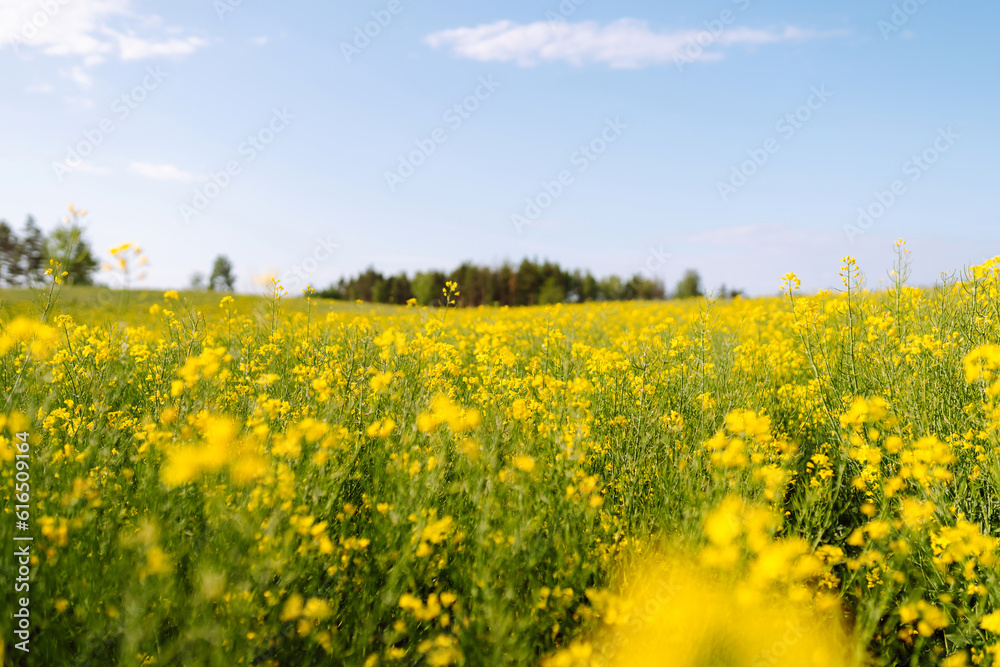 Blooming canola field. Rape on the field in summer. Bright Yellow rapeseed oil. Flowering rapeseed. with blue sky and clouds