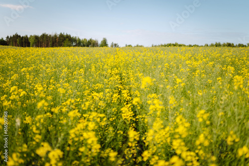 Blooming canola field. Rape on the field in summer. Bright Yellow rapeseed oil. Flowering rapeseed. with blue sky and clouds © maxbelchenko