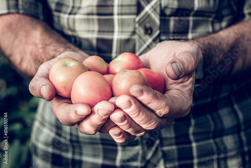  Young man hands holding natural healthy tomatoes from biological agriculture.Farmers hands with freshly harvested tomatoes