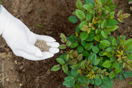 Farmer hands in nitrile gloves hold chemical fertilizer to give it to a rose bush growing in the garden