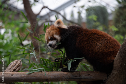 red panda eating bamboo
