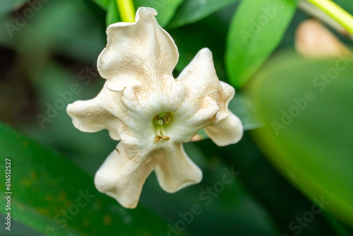 Botanical display of Brunfelsia Jasmine Bourreria in Gage Park Tropical Greenhouse contains palms, ferns, orchids and tropical species. Popular destination for nature lovers for leisurely strolls.