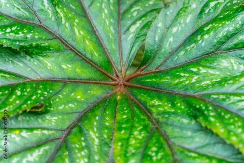 Abstract pattern of Begonia Gryphonin in Gage Park Tropical Greenhouse contains palms, ferns, orchids and tropical species. Popular destination for nature lovers for leisurely strolls.