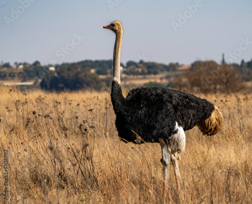 Male ostrich, photographed in South Africa.  The largest flightless bird in the world.