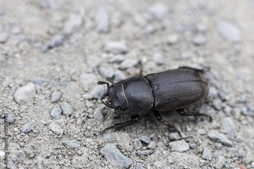 a macro of a single Lesser stag Dorcus parallelipipedus beetle on a dirtroad photo