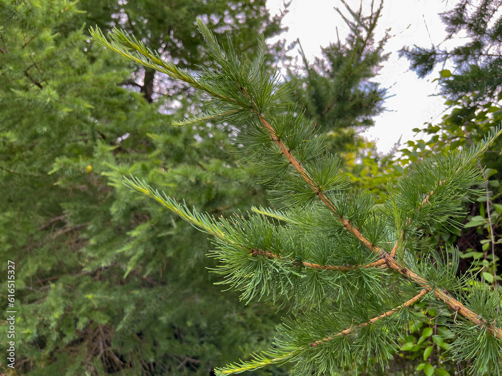 siberian larch branch in summer in the park siberian larch branch in summer in the park