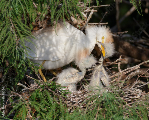 Cattle egret (Bubulcus ibis) feeding chicks at the nest, Houston area, Texas, USA.