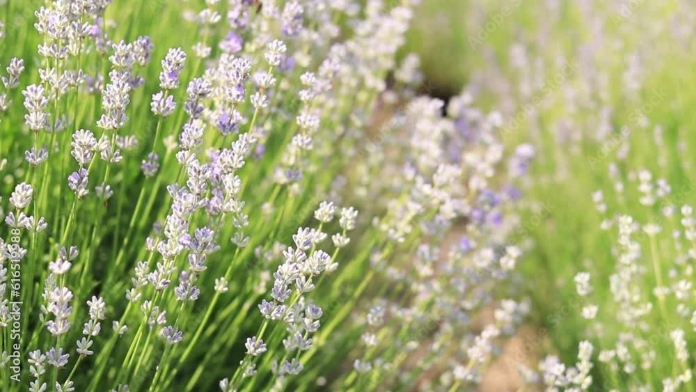 Close-up of lavender bushes, selective focus. Purple and light blue lavender flowers in sunlight. Lavender field Close-up of lavender bushes, selective focus. Purple and light blue lavender flowers in sunlight. Lavender field