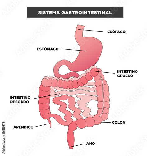 Sistema Gastrointestinal