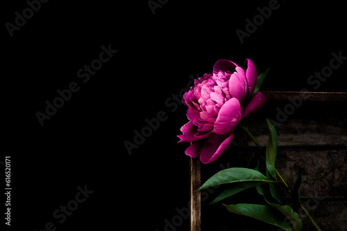 Beautiful peonies in dark colors. Black Floral banner. Soft focus, copy space. Bouquet of pink peonies on a black background with place for text. minimalistic composition in a dark key. flat lay
