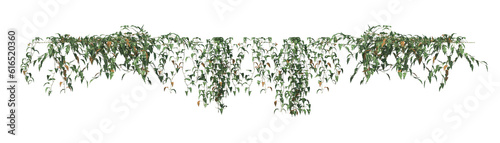 Philodendron scandens vine, ivy, isolated 3d render, light for daylight, easy to use photo