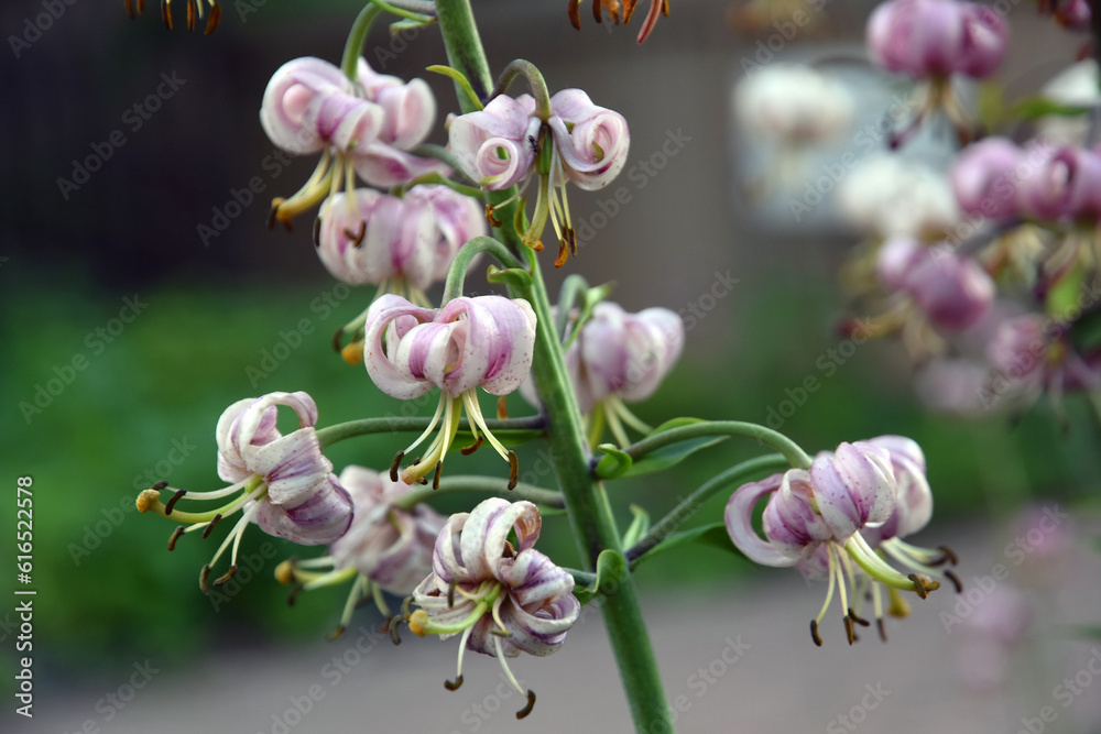 Close up of pink flower.