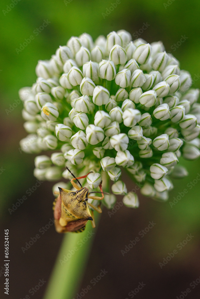 Close-up of garlic flowers with crawling beetle. Background of plants. Close-up of garlic flowers with crawling beetle. Background of plants.