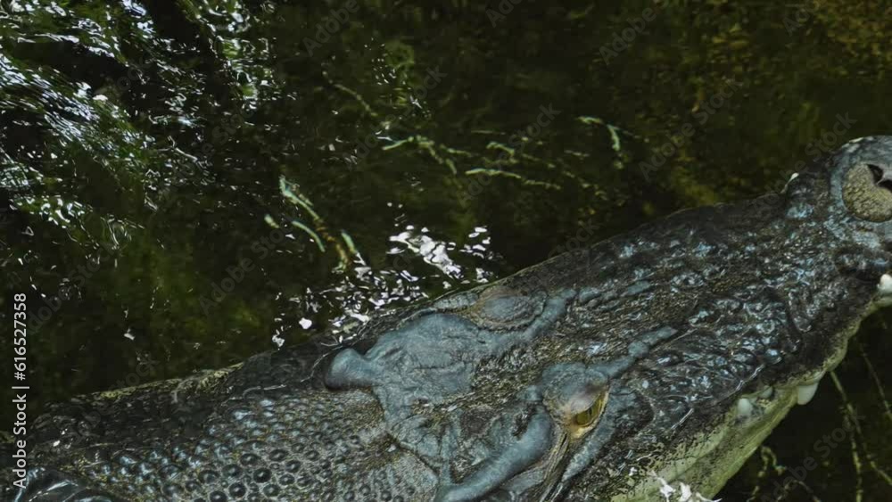 Crocodile view from above the head with zoom out Crocodile view from above the head with zoom out