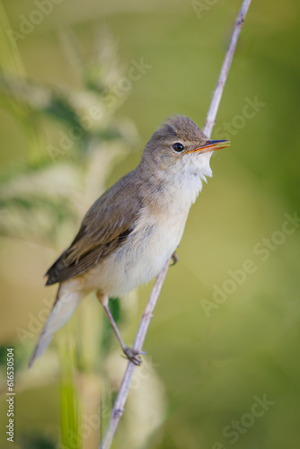 Photography Marsh warbler, Acrocephalus palustris