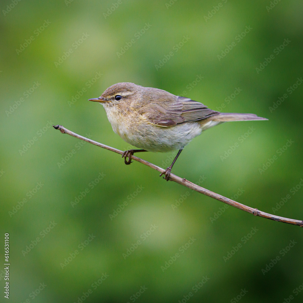 Common chiffchaff, Phylloscopus collybita.