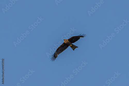 eagle in flight