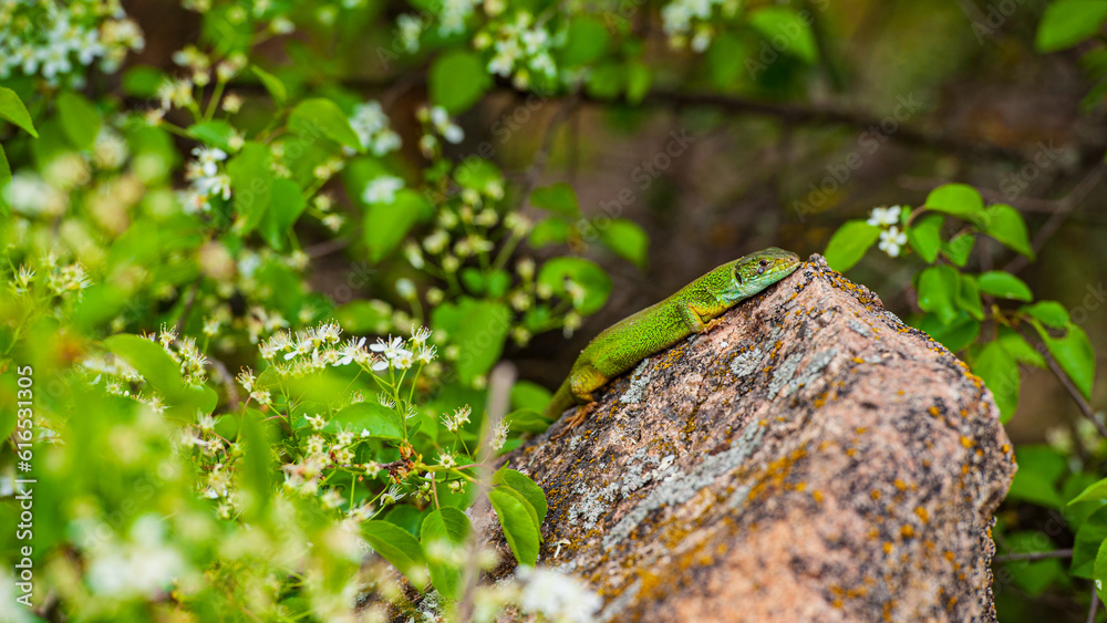 One green lizard is basking on a granite stone. One green lizard is basking on a granite stone.