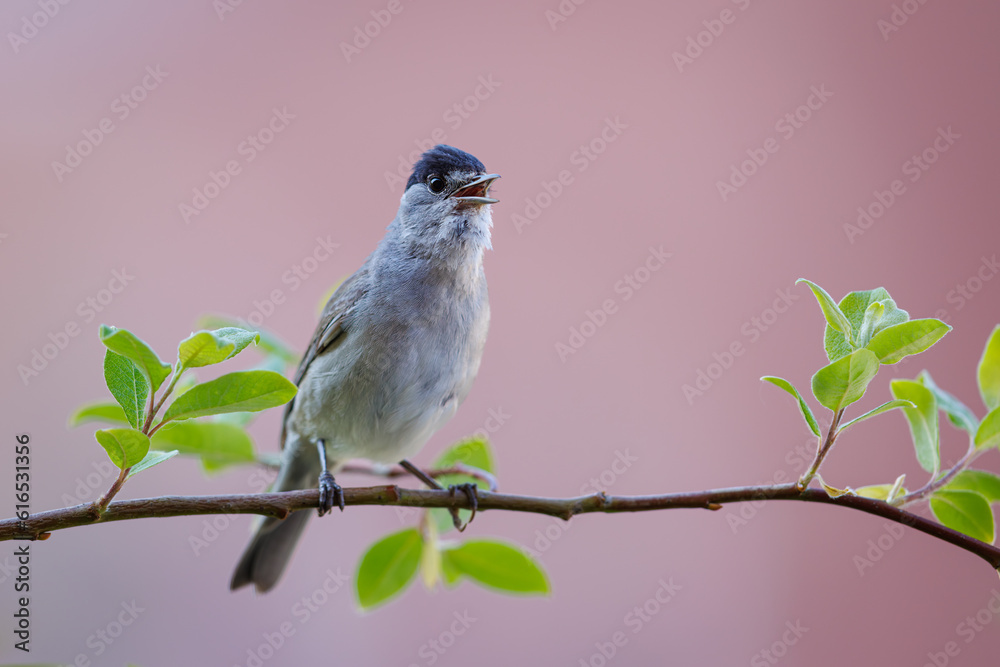 Obraz premium Eurasian blackcap, Sylvia atricapilla. A bird sitting between the leaves on a branch.