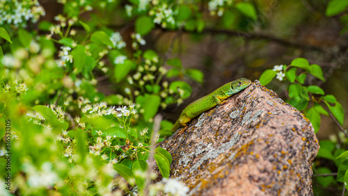 One green lizard is basking on a granite stone.