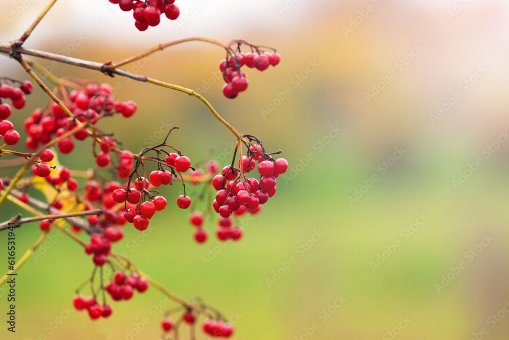 Viburnum bush with red berries in autumn on a green blurred background Viburnum bush with red berries in autumn on a green blurred background
