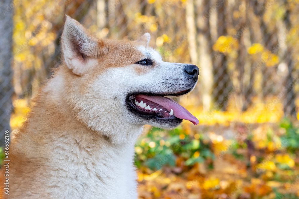 Portrait in profile of an Akita dog in an autumn park