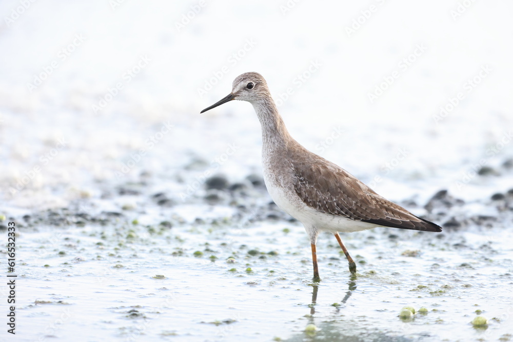 Lesser Yellowlegs (Tringa flavipes) in Jamaica Lesser Yellowlegs (Tringa flavipes) in Jamaica