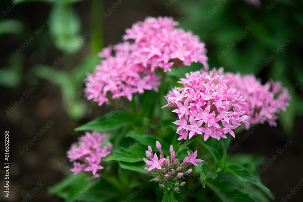Pentas Pentas