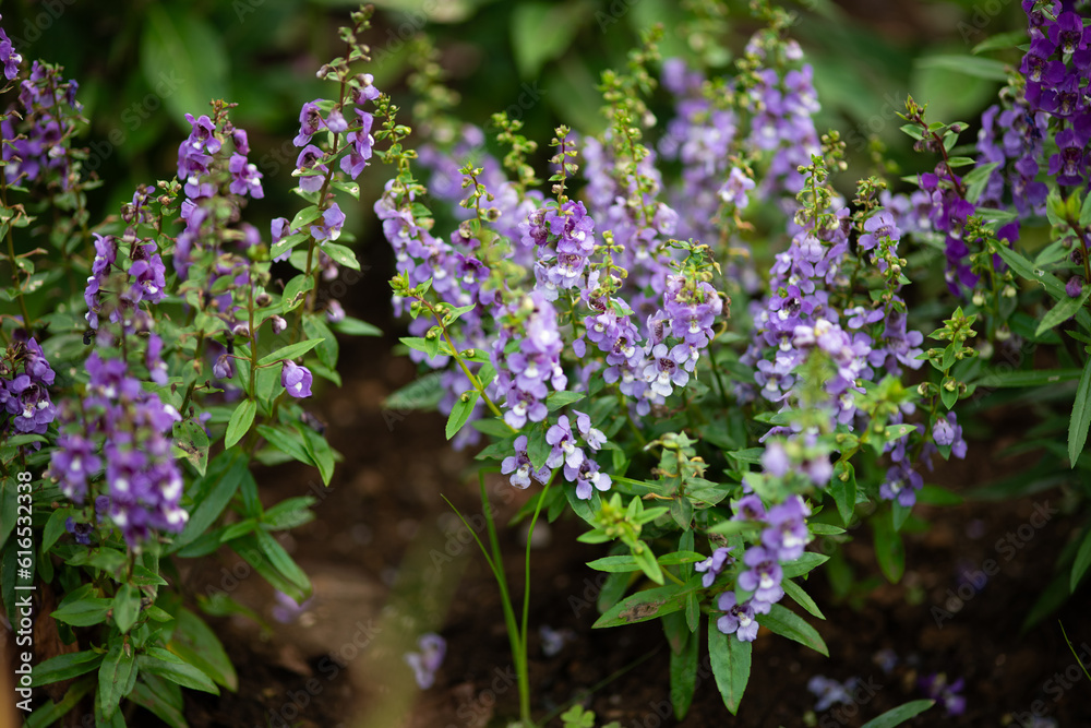 Obraz premium Angelonia