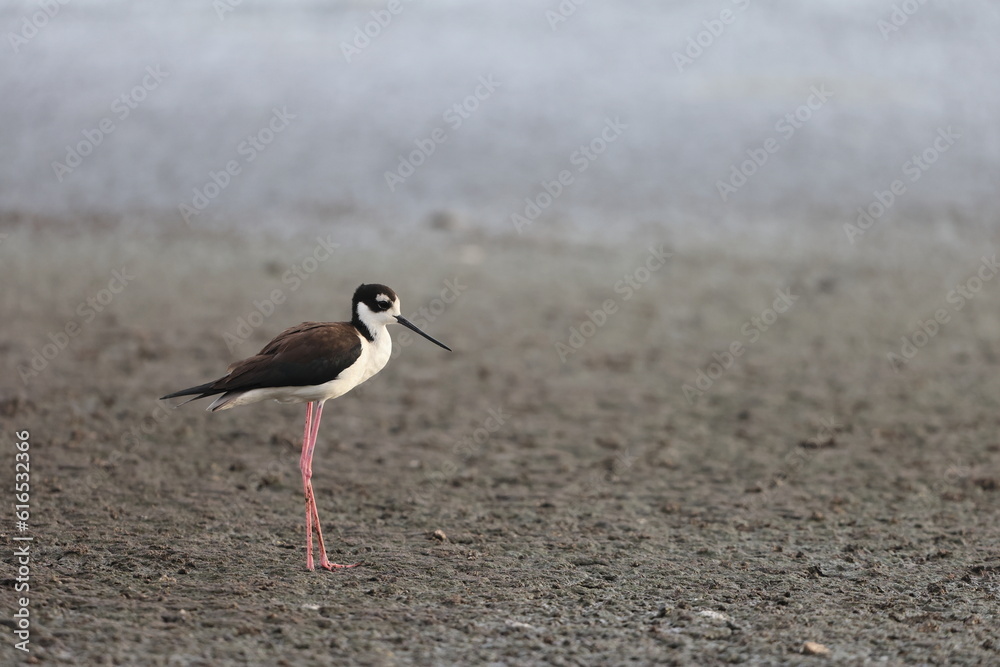 Black-necked stilt (Himantopus mexicanus) in Jamaica Black-necked stilt (Himantopus mexicanus) in Jamaica
