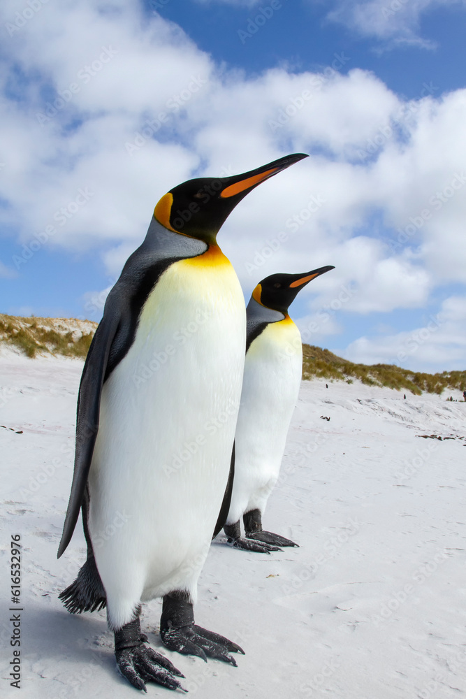 Fototapeta premium Kin Penguin Pair Falkland Islands on Beach