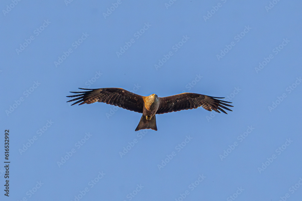 Obraz premium eagle in flight