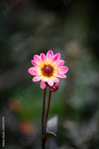 pink dahlia